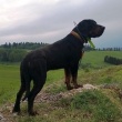 GOŃCZY POLSKI poujcy reproduktor zaprasza suczki na randkę - ogłoszenia 2365398 | Starachowicki.eu