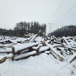 Drewno opałowe - olszyna - ogłoszenia 777716 | e-Sochaczew.pl