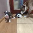 Szczeniaki typu amstaff - ogłoszenia 845707 | e-Sochaczew.pl