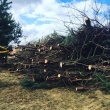 Skup, wycinka, rekultywacja. - ogłoszenia 741443 | ewysmaz.pl