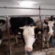 Jalowka wysokocielna - ogłoszenia 754071 | ewysmaz.pl