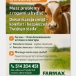 Dekornizacja Cieląt - ogłoszenia 757974 | ewysmaz.pl