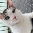 Kot do adopcji, wykastrowany i zaszczepiony - ogłoszenia 848530 | ewysmaz.pl