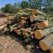 Sprzedam drzewo - ogłoszenia 845647 | goral24.pl