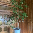 Sprzedam kwiat doniczkowy - ficus benjamin drzewko szczęścia - ogłoszenia 313038 | bp24.pl
