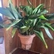 Sprzedam rosline doniczkowa  Aspidistra elatior Aspidistra wyniosła  - ogłoszenia 313063 | bp24.pl