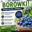 ZBIÓR BORÓWKI AMERYKAŃSKIE  - ogłoszenia 848084 | Łuków.TV