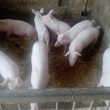 Sprzedam prosiaki warunki  - ogłoszenia 848266 | palukimogilno.pl