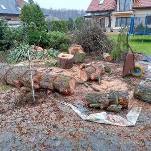 Wycinka drzew i krzewów - ogłoszenia 754838 | 