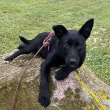 Suczka szczeniaczek do adopcji Schronisko Dokołów - ogłoszenia 754075 | 