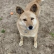 Spokojna Sally - ogłoszenia 850170 | zycie.pl