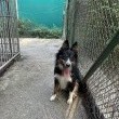 Piesek szuka domku - ogłoszenia 751624 | nowy-kurier.pl
