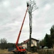 Wycinka drzew/utylizacja gałęzi/frezowanie pni/ - ogłoszenia 846914 | Tygodnik Siedlecki