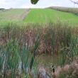 ???? Dom z klimatem, sadzawką i dużym potencjałem | Tokary | Lubelskie - ogłoszenia 850457 | DziennikElblaski.pl