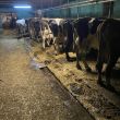 Krowy mleczna likwidacja stada - ogłoszenia 813500 | Piszanin.pl