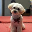 Westiepoo piękna suczka - ogłoszenia 813338 | Piszanin.pl