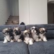 Oddam pieski shih tzu za koszty utrzymania - ogłoszenia 813295 | Piszanin.pl