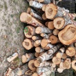 Świadczę - ogłoszenia 840501 | Piszanin.pl