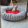 Chihuahua piesek z metryką - ogłoszenia 847082 | Piszanin.pl