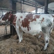 Krowy mleczne HF - ogłoszenia 850757 | Piszanin.pl