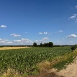Działki budowlane 1500 m² | Sprzedaż | Regimin 10 km od Ciechanowa - ogłoszenia 2551046 | Ciechanowinaczej.pl