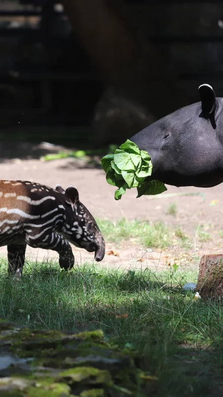 Najpierw był szok, a potem wielka radość. Historyczne narodziny w płockim zoo! [ZDJĘCIA]