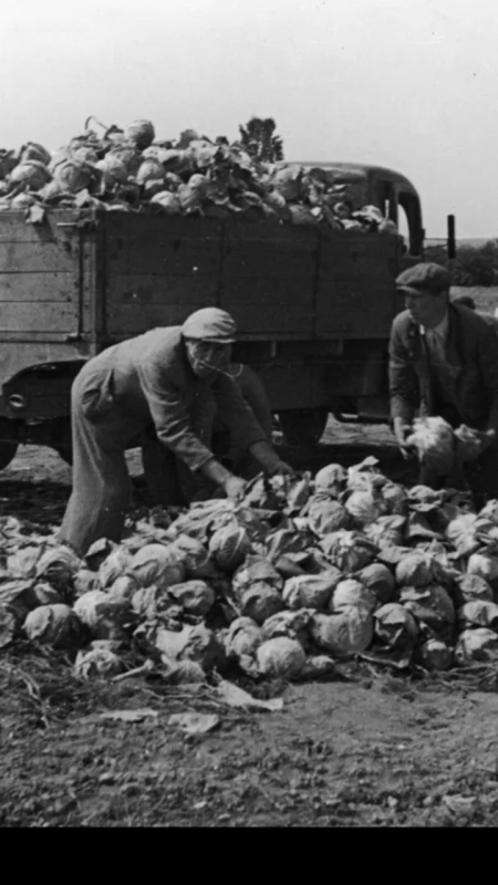 Mazowsze kisi od wieków. Kapusta, ogórki i sekrety zapisane w starych kajetach