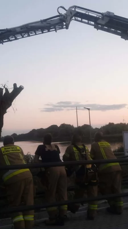 Wierzba przy peronie im. Andrzeja Rosiaka trzeszczała i została ścięta