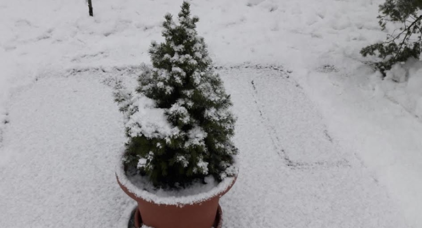 Oddaj zbędne drzewko Lasom Miejskim - już jutro rusza akcja 