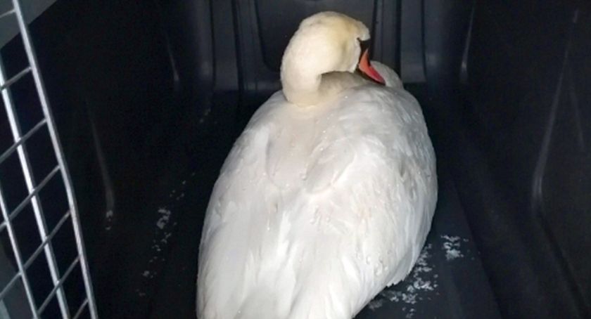 Łabędź uratowany dzięki czujności mieszkańców