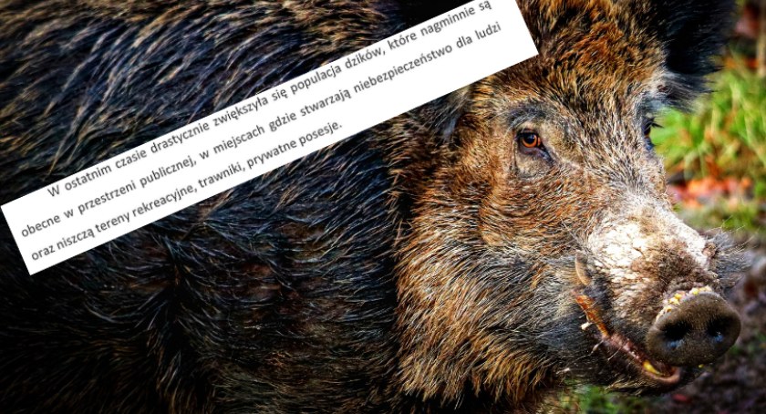 Dziki wychodzą z lasów, w dalszym ciągu strasząc mieszkańców. Jak je wyeliminować?
