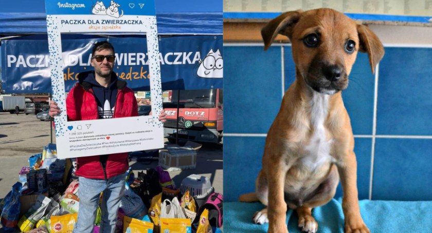 Zwierzaki potrzebują naszej pomocy. Włącz się w akcję Paczka dla Zwierzaczka!