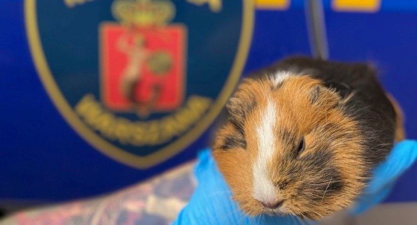 Słodka uciekinierka chowała się pod autami