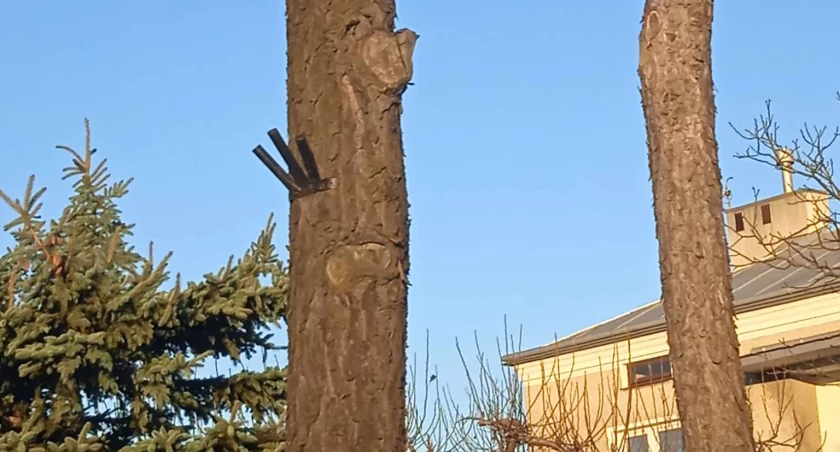 Parę tysięcy nowych drzew na Białołęce
