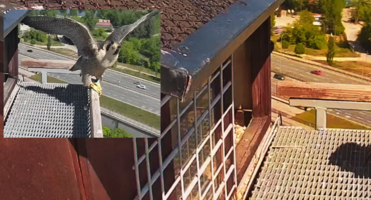 Złożyliśmy wizytę sokołom, zamieszkującym elektrociepłownię na Żeraniu
