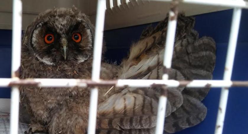 Ekopatrol znów w akcji - mała sowa uratowana dzięki zgłoszeniu mieszkanców