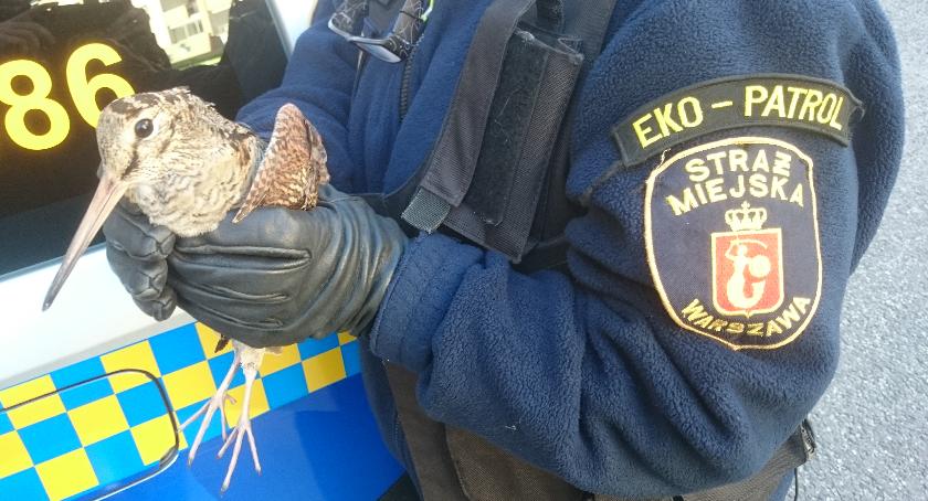 385 zgłoszeń dotyczących dzikich zwierząt na Białołęce - Eko Patrol podsumował półrocze