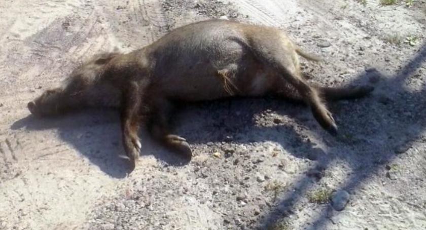 Martwe, chore dziki w Jabłonnie i Nieporęcie. Afrykański pomór świń coraz bliżej...