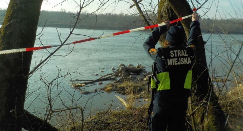 Ciało martwego łosia w Wiśle