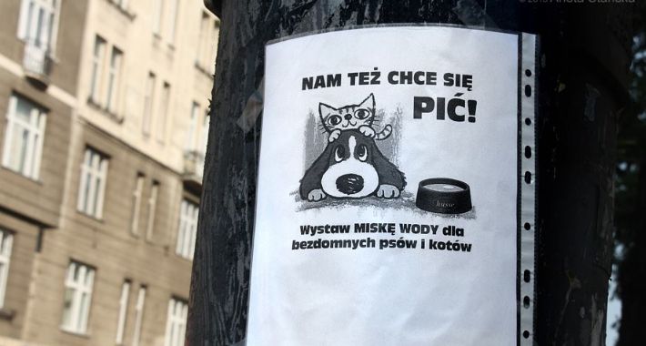 W upały zadbaj także o zwierzęta 