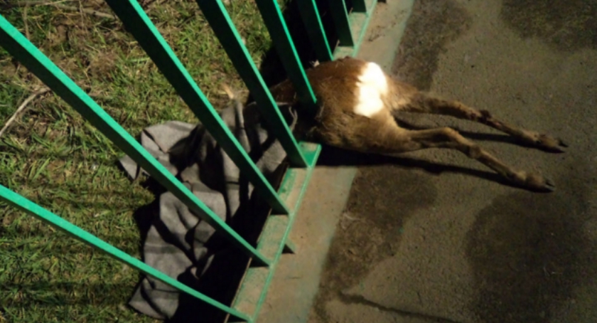 Uwięziona sarna na ul. Białołęckiej