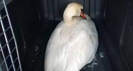 Łabędź uratowany dzięki czujności mieszkańców
