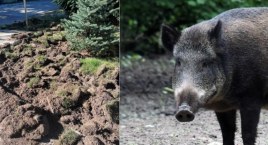 Coraz więcej dzików na Białołęce. Jak się zachować? 