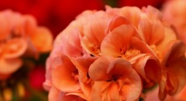 Adoptuj pelargonie z pętli od ZOM