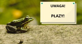 Migrujące płazy na Białołęce. Trzeba ostrzegać? 