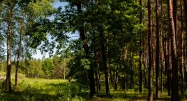 Budżet Obywatelski pozytywnie zaskakuje. Co ze spacerami?