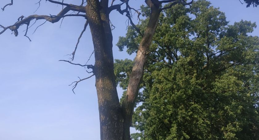 Drzewa umierają przy drogach