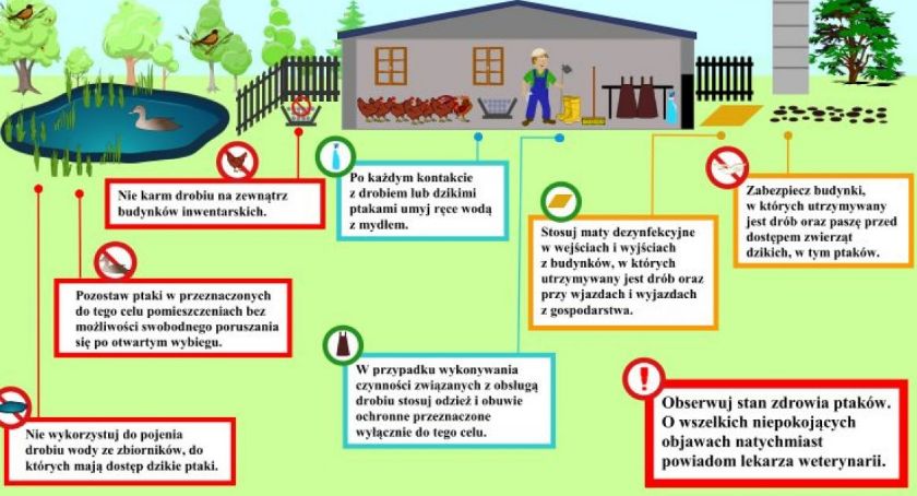Ptasia grypa znowu dała o sobie znać
