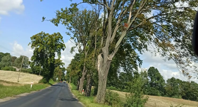 Uschnięte drzewa zagrożeniem przy drogach?