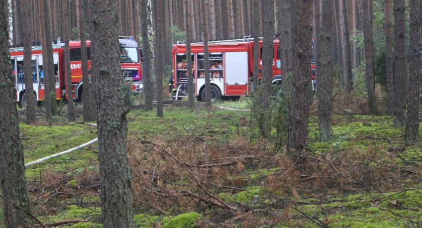 Grasuje coraz więcej wilków